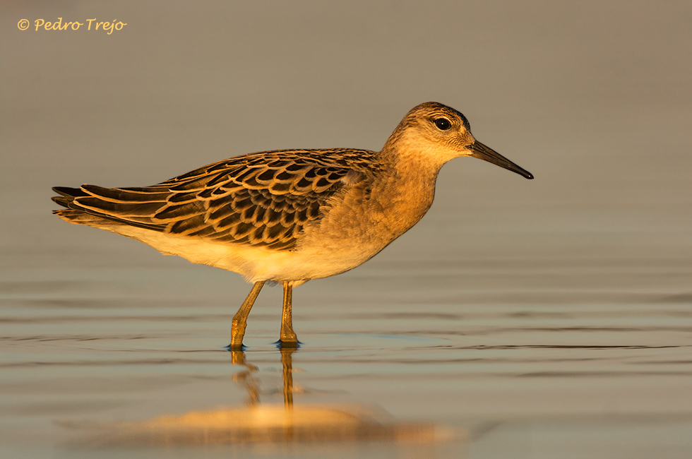 Conbatiente (Philomachus pugnax)